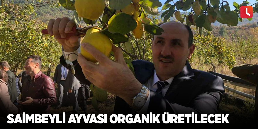 Saimbeyli ayvası organik üretilecek