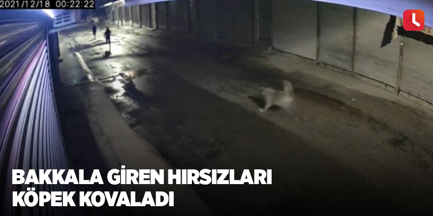 Bakkala giren hırsızları köpek kovaladı