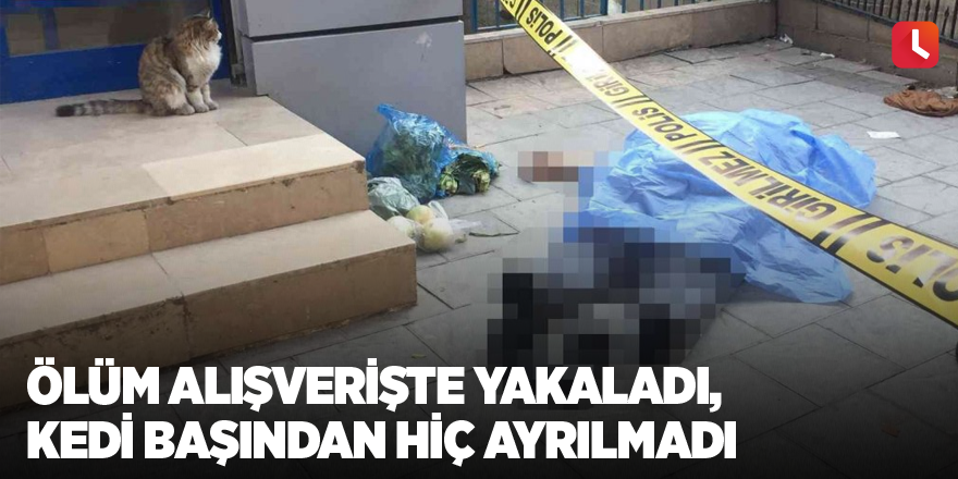 Ölüm alışverişte yakaladı, kedi başından hiç ayrılmadı