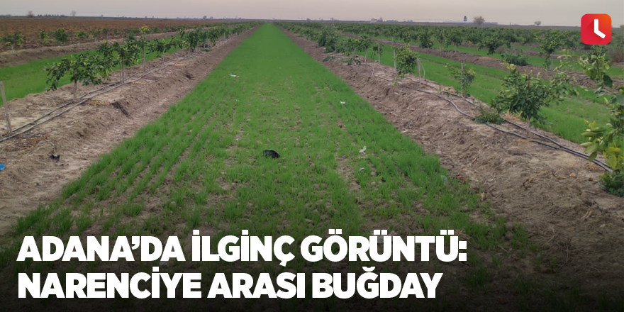 Adana’da ilginç görüntü: Narenciye arası buğday