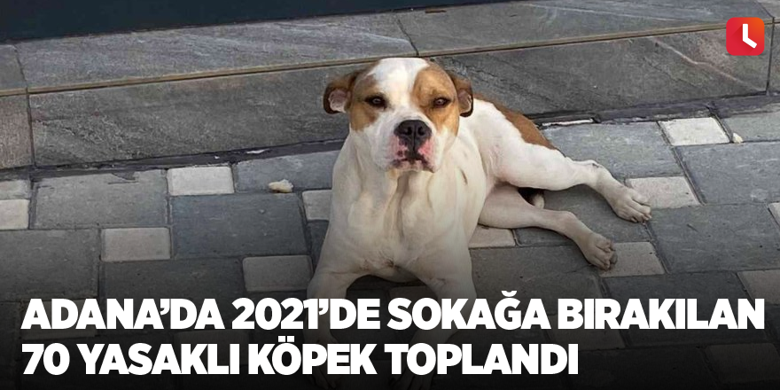 Adana’da 2021’de sokağa bırakılan 70 yasaklı köpek toplandı