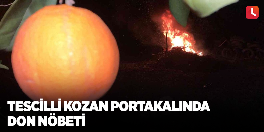 Tescilli Kozan portakalında don nöbeti