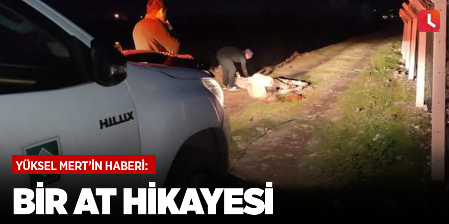 Bir at hikayesi