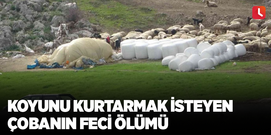 Koyunu kurtarmak isteyen çobanın feci ölümü