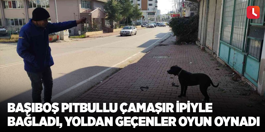 Başıboş pitbullu çamaşır ipiyle bağladı, yoldan geçenler oyun oynadı