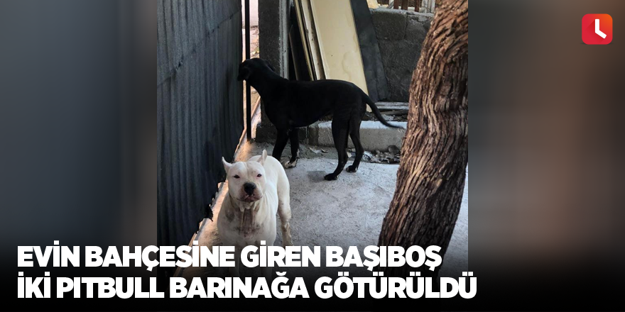 Evin bahçesine giren başıboş iki pitbull barınağa götürüldü