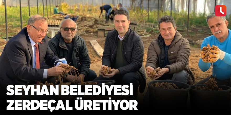 Seyhan Belediyesi zerdeçal üretiyor