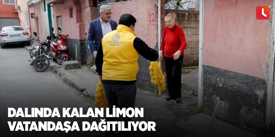 Dalında kalan limon vatandaşa dağıtılıyor