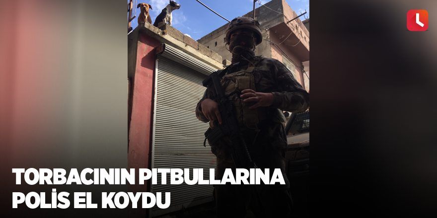 Torbacının pitbullarına polis el koydu