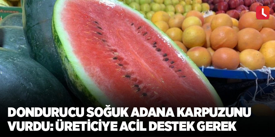 Dondurucu soğuk Adana karpuzunu vurdu: Üreticiye acil destek gerek