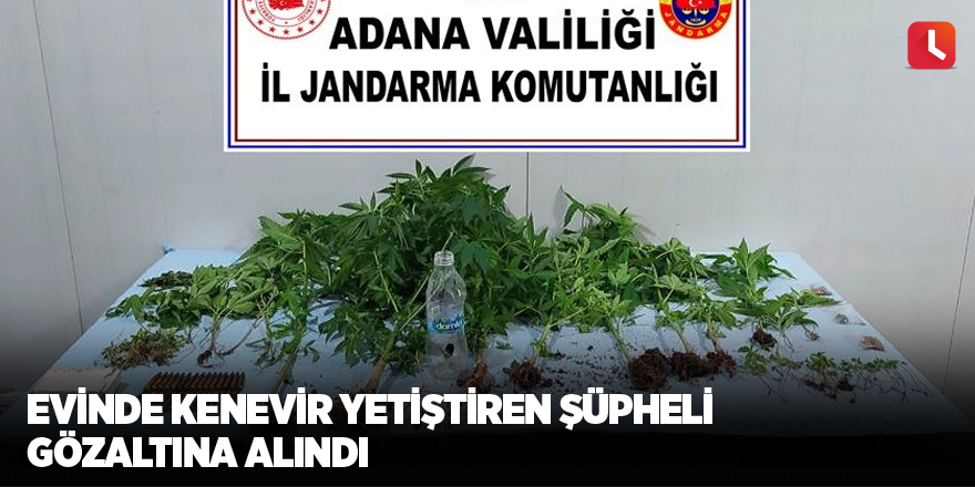 Evinde kenevir yetiştiren şüpheli gözaltına alındı