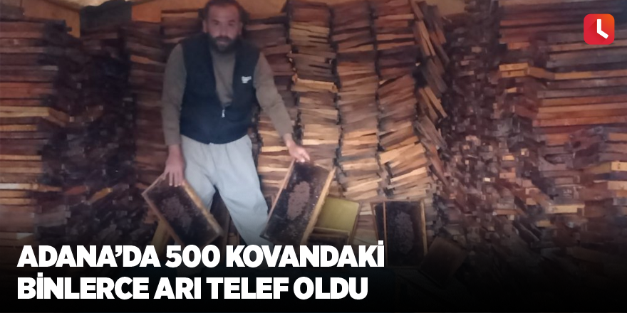 Adana’da 500 kovandaki binlerce arı telef oldu