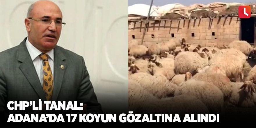 CHP’li Tanal: Adana’da 17 koyun gözaltına alındı