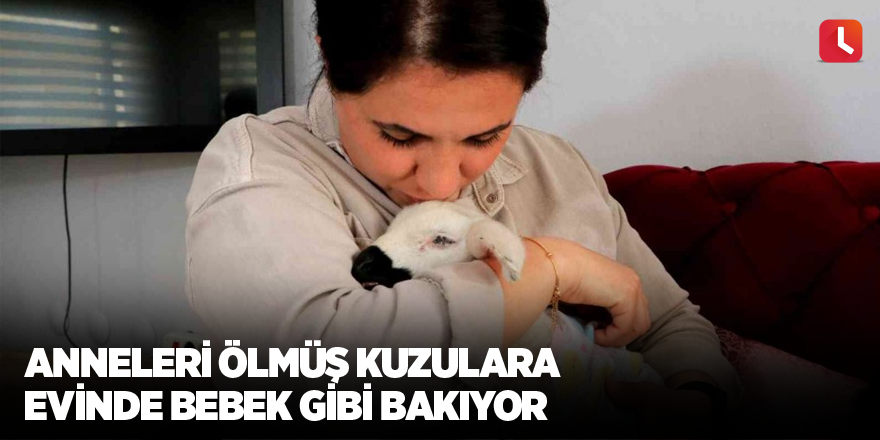 Anneleri ölmüş kuzulara evinde bebek gibi bakıyor