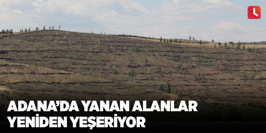 Adana’da yanan alanlar yeniden yeşeriyor