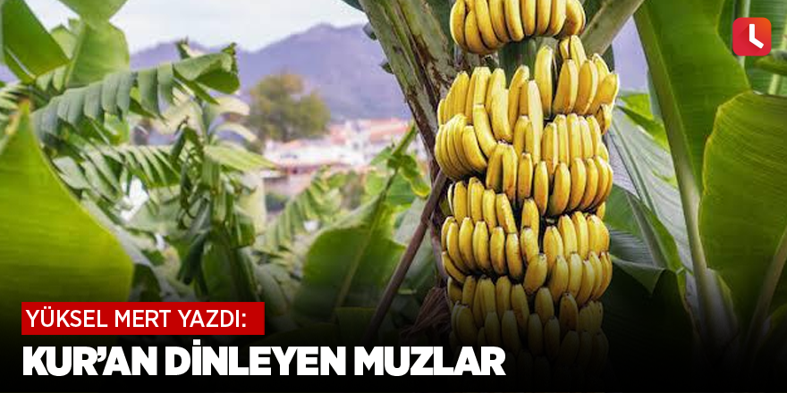 Kur'an dinleyen muzlar