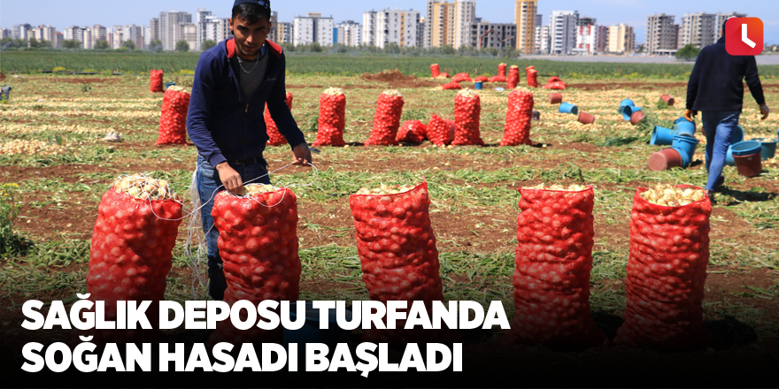 Sağlık deposu turfanda soğan hasadı başladı