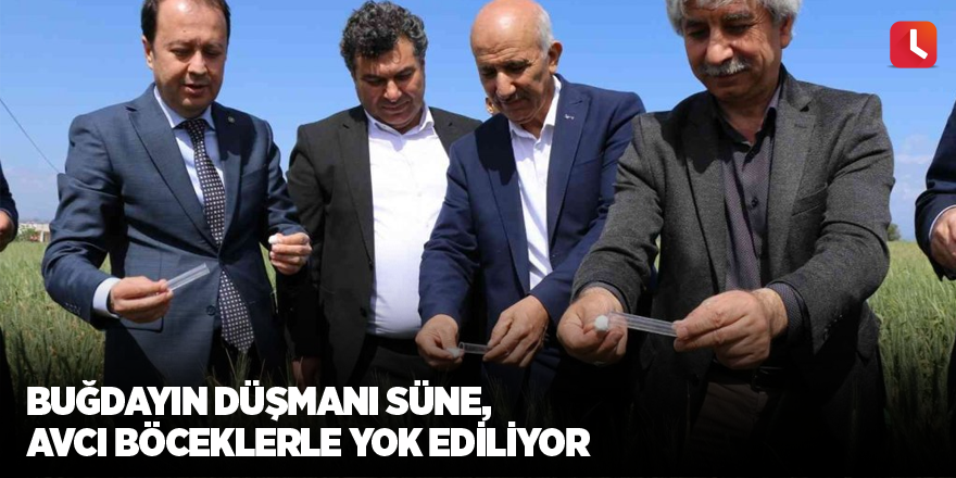 Buğdayın düşmanı süne, avcı böceklerle yok ediliyor