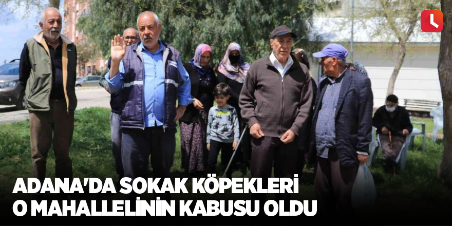 Adana'da sokak köpekleri o mahallelinin kabusu oldu