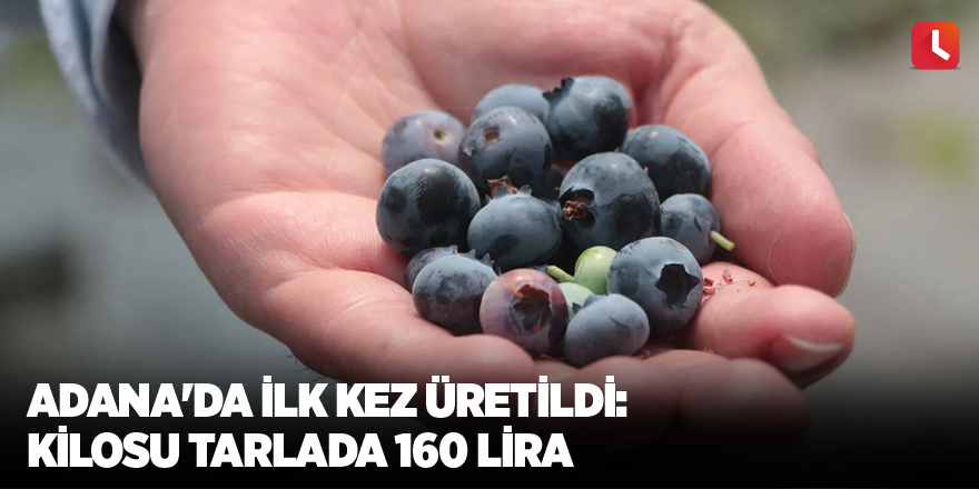 Adana'da ilk kez üretildi: Kilosu tarlada 160 lira