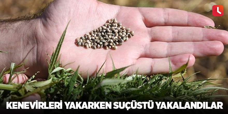 Kenevirleri yakarken suçüstü yakalandılar