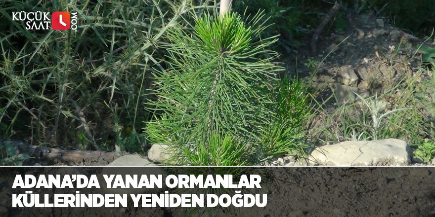 Adana’da yanan ormanlar küllerinden yeniden doğdu