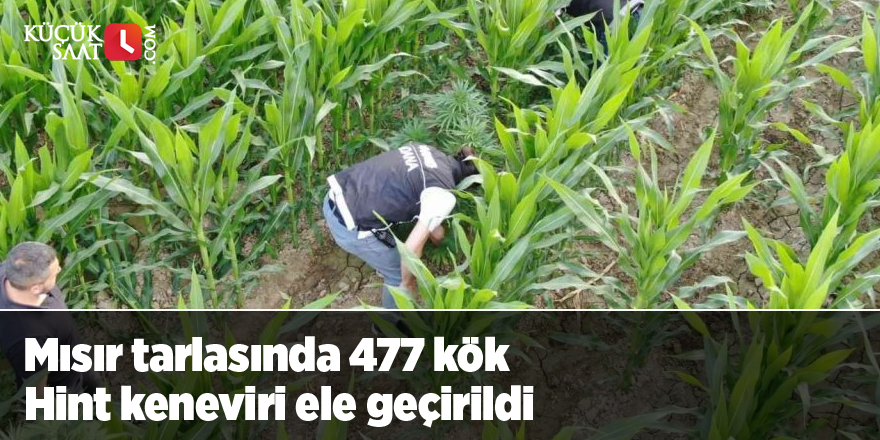 Mısır tarlasında 477 kök Hint keneviri ele geçirildi