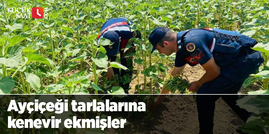 Ayçiçeği tarlalarına kenevir ekmişler