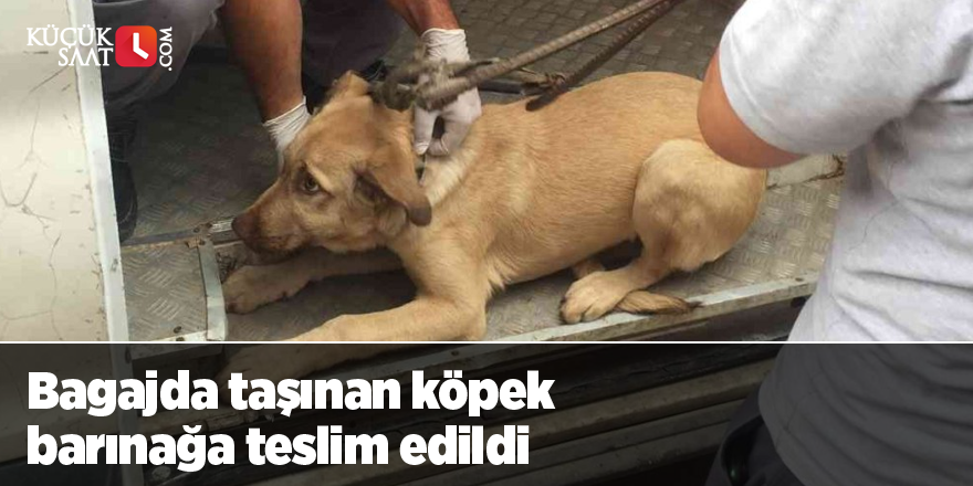 Bagajda taşınan köpek barınağa teslim edildi