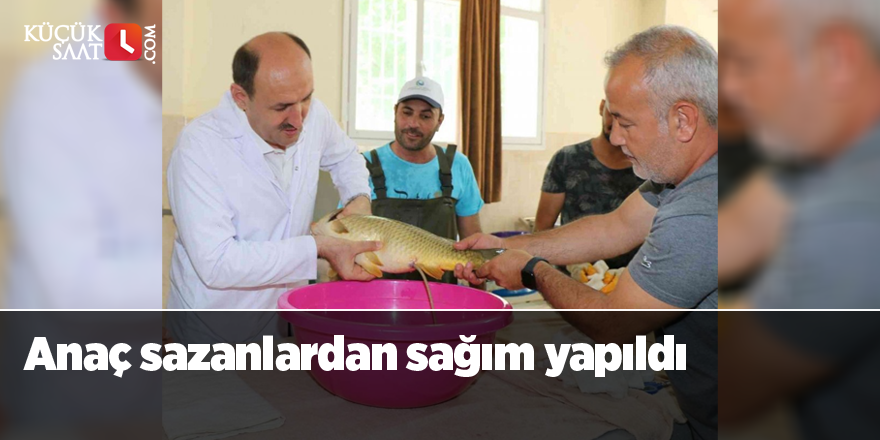 Anaç sazanlardan sağım yapıldı