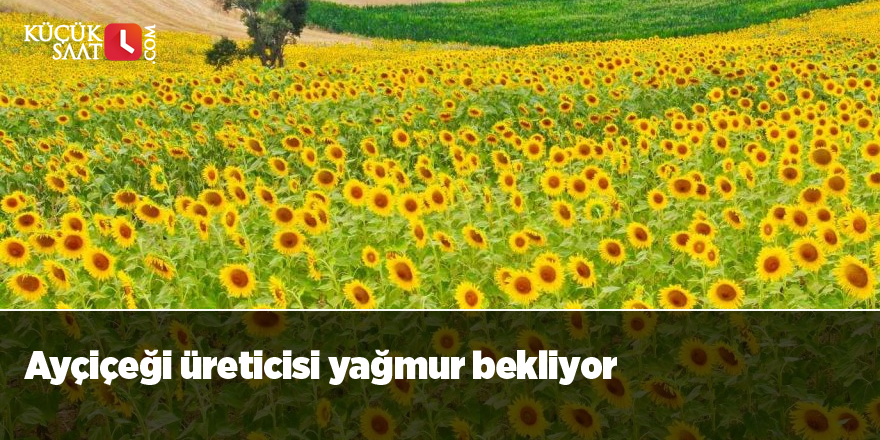 Ayçiçeği üreticisi yağmur bekliyor