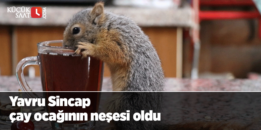 Adana'da bitkin halde bulup beslediği sincap, çay ocağının neşesi oldu