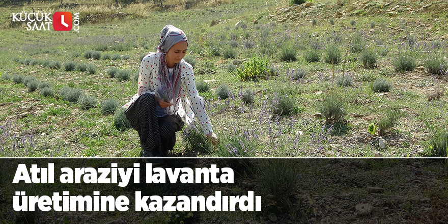 Atıl araziyi lavanta üretimine kazandırdı