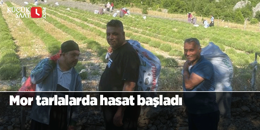 Mor tarlalarda hasat başladı