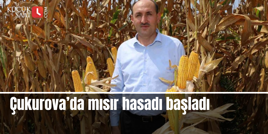 Çukurova’da mısır hasadı başladı