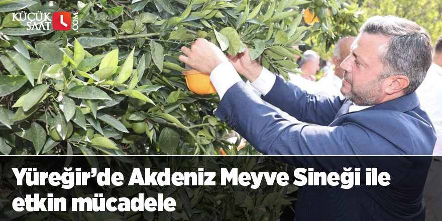 Yüreğir’de Akdeniz Meyve Sineği ile etkin mücadele