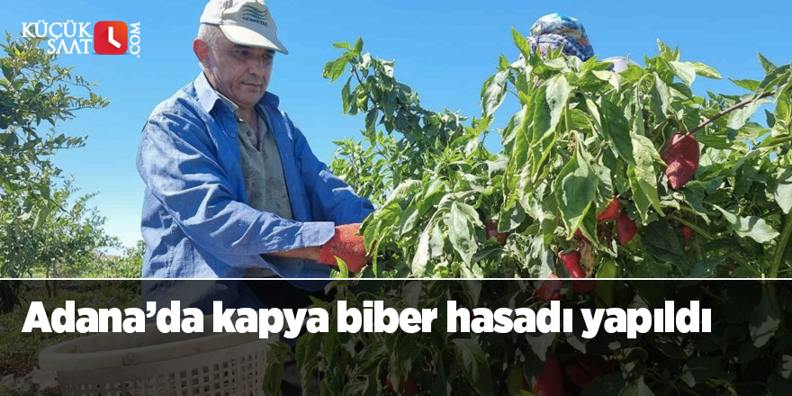 Adana’da kapya biber hasadı yapıldı