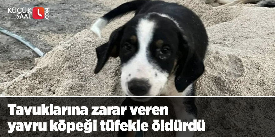 Tavuklarına zarar veren yavru köpeği tüfekle öldürdü