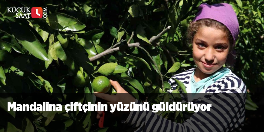 Mandalina çiftçinin yüzünü güldürüyor