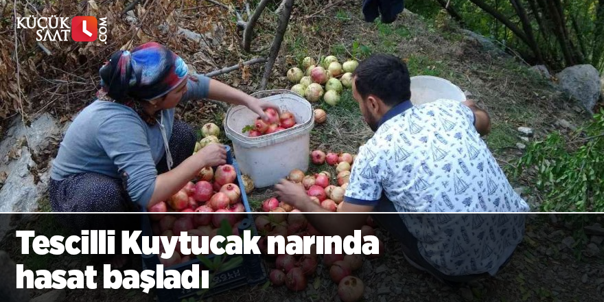 Tescilli Kuytucak narında hasat başladı