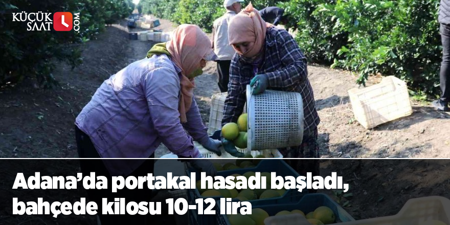 Adana’da portakal hasadı başladı, bahçede kilosu 10-12 lira