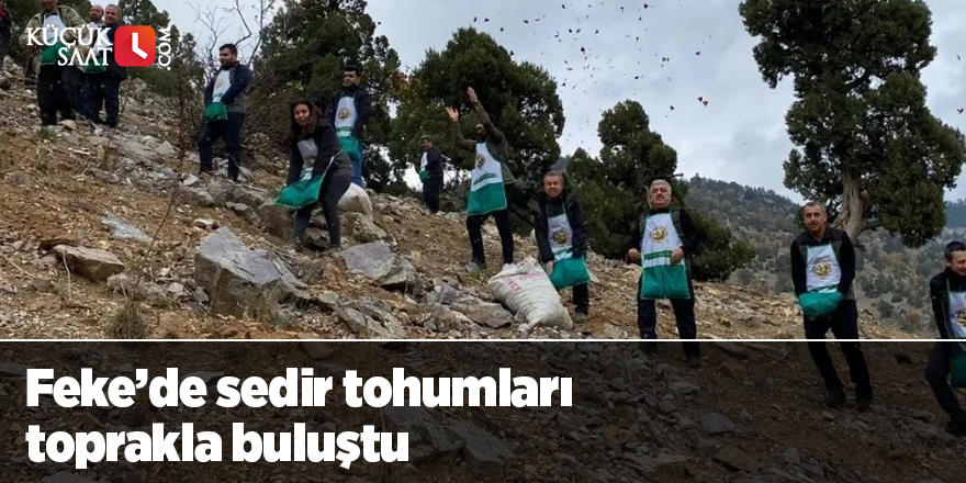 Feke’de sedir tohumları toprakla buluştu