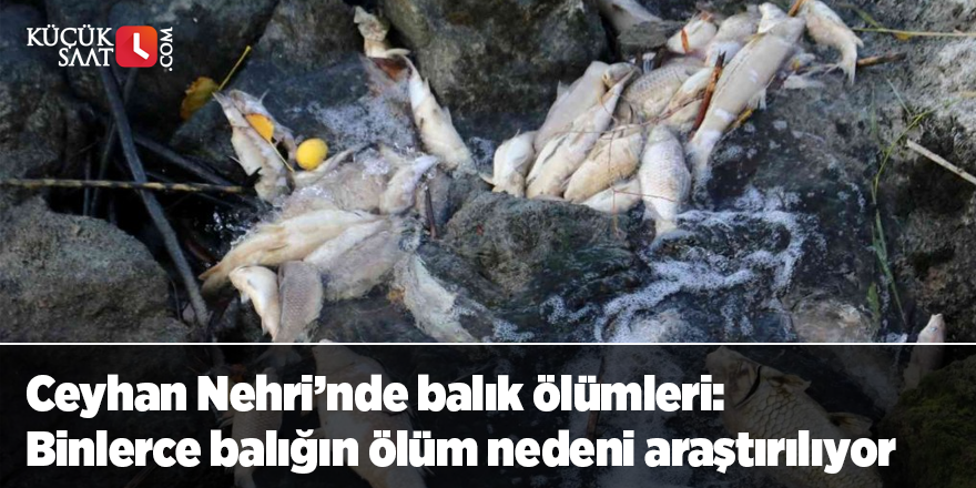 Ceyhan Nehri’nde balık ölümleri: Binlerce balığın ölüm nedeni araştırılıyor