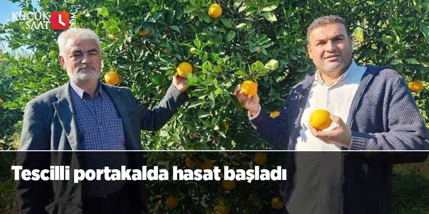 Tescilli portakalda hasat başladı