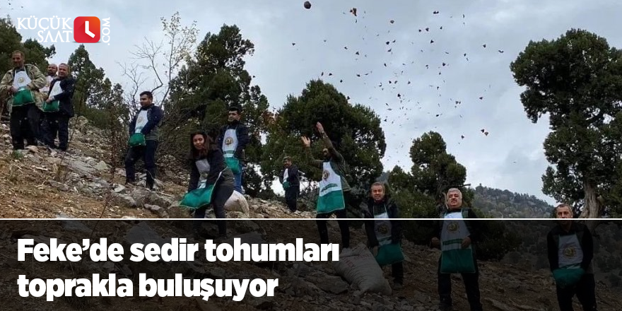 Feke’de sedir tohumları toprakla buluşuyor