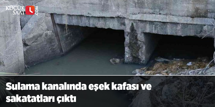 Sulama kanalında eşek kafası ve sakatatları çıktı