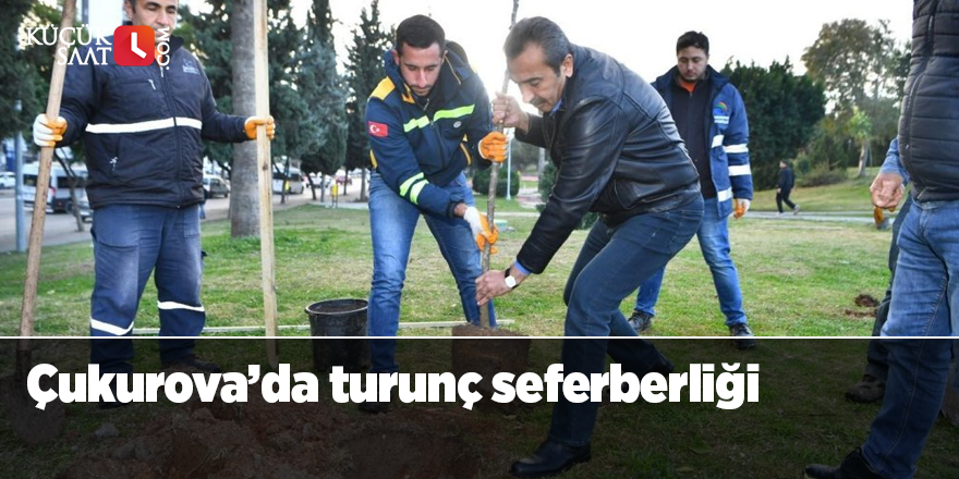 Çukurova’da turunç seferberliği