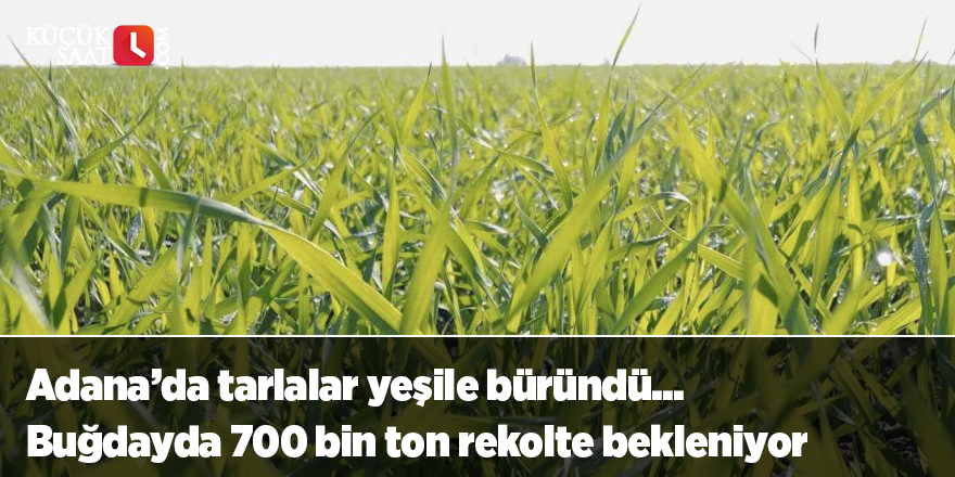 Adana’da tarlalar yeşile büründü... Buğdayda 700 bin ton rekolte bekleniyor