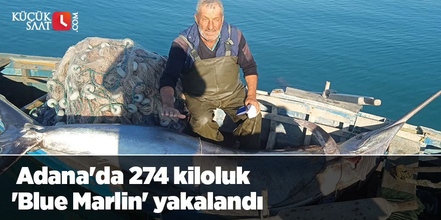 Adana'da 274 kiloluk 'Blue Marlin' yakalandı