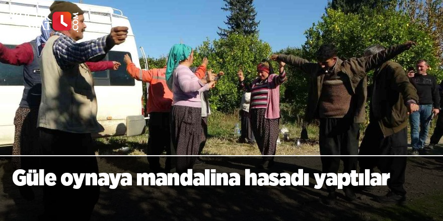 Güle oynaya mandalina hasadı yaptılar